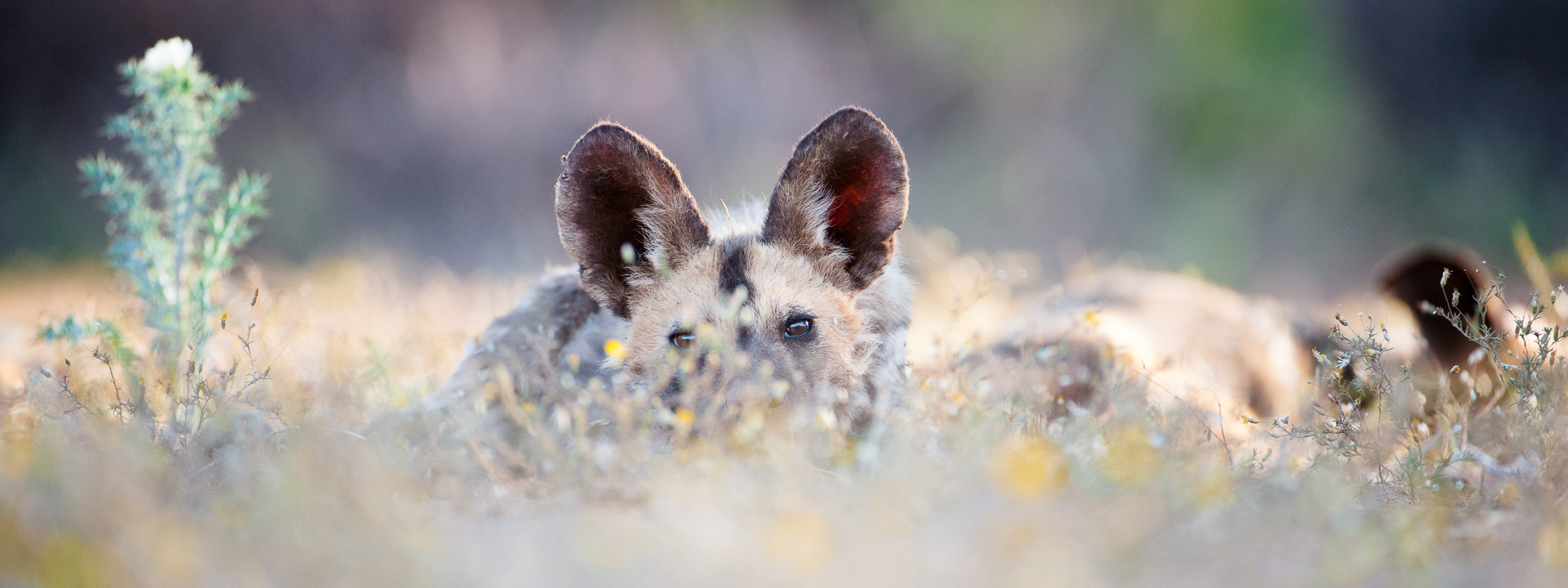 Wild dog pup
